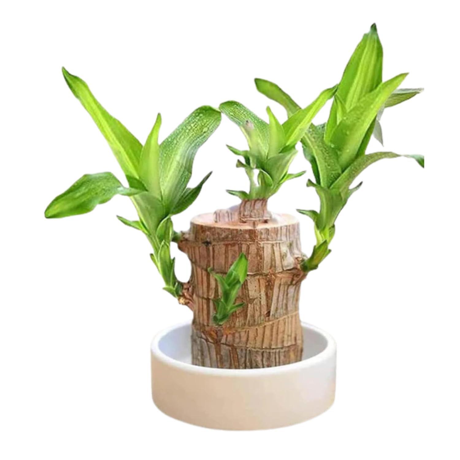 Lucky Brazil Wood Potted Plant | Indoor Live Lucky Plant | Brazilian Wood Plant for Living Room, Feng Shui lucky bamboo (Pack of 1 Pcs with out pot)-image-45