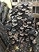 Mr. Stumpy Mushroom Log DIY Shiitake Mushrooms Ready to Grow Your Own
