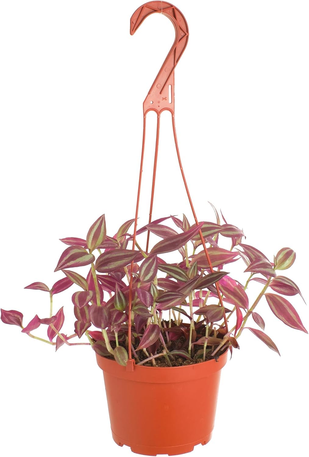 Shop Succulents Tradescantia Zebrina