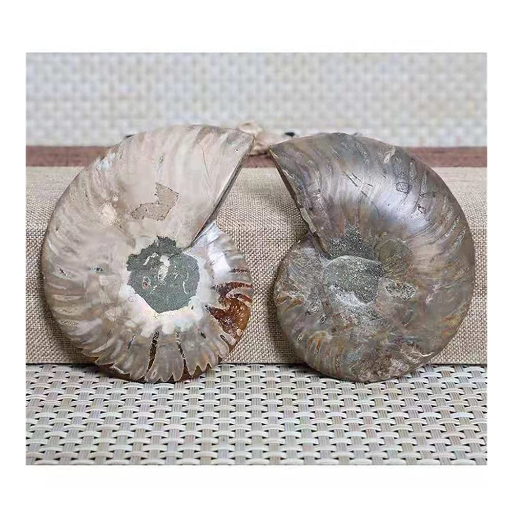 EIN Paar große schillernde Muscheln Madagaskar, Natursteine ​​und Mineralien, Proben, Ausstellungsstücke, Einrichtungsgegenstände, Kunsthandwerk (Größe: EIN Set mit 250–300 g) ERTEYIN (Size : A Set o