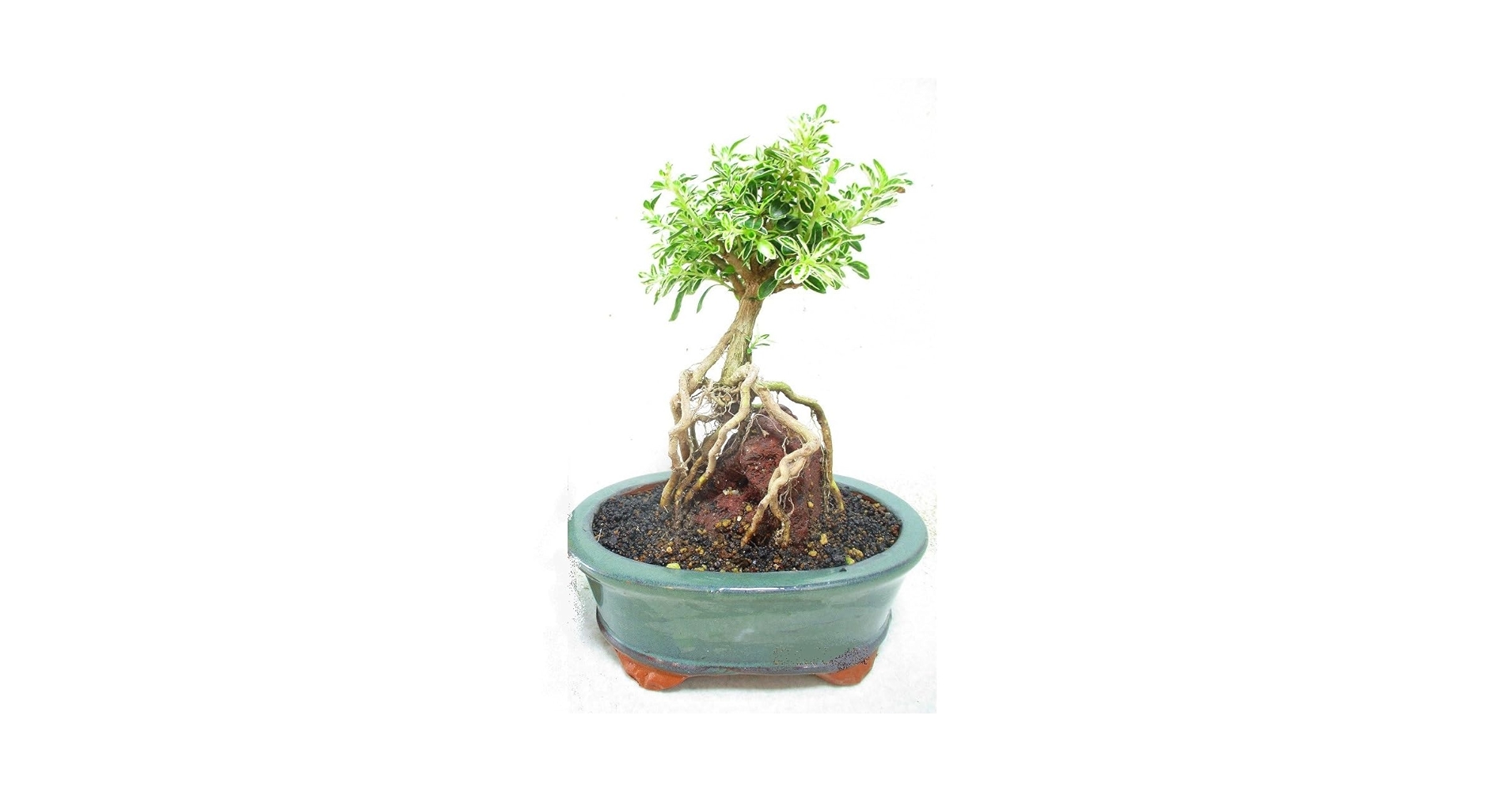 Amazon.co.jp: 小品盆栽 斑入り白鳥花 石付 全高：25～30