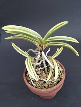 Amazon.co.jp: 「月桂冠」① 超小型種富貴蘭フウラン風蘭富貴蘭