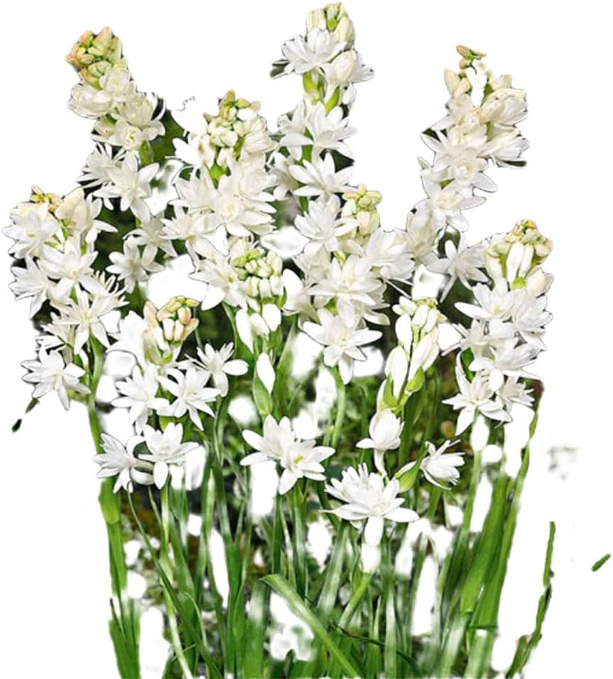 2pcs Polianthes tuberosa L White Double Pearl Tuberose