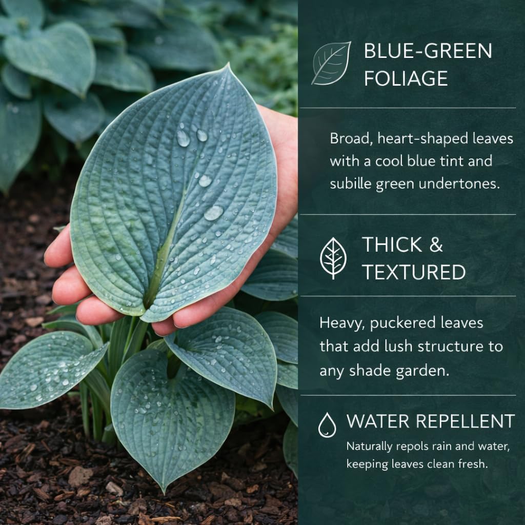 Hosta of the Year & Hard to Find - 3 Pack of the Unique Blue Hosta Bare Root Plants - Produces Tall, Sturdy Stems Adorned w/Stunning Powder Blue-Green Color Lavender Flowers