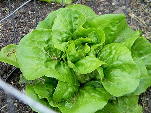 Lettuce Bibb Great Heirloom Vegetable by Seed Kingdom Bulk 1 Lb Seeds
