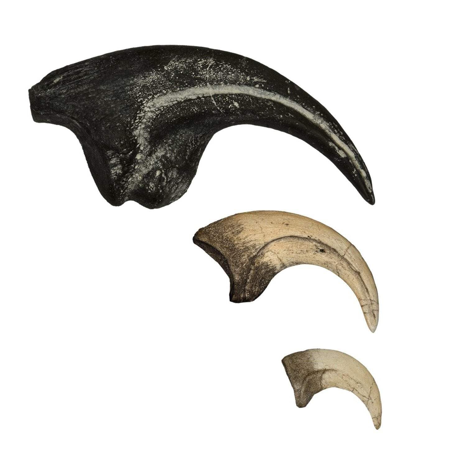 Skulls Unlimited International Dinosaur Claw Set: Allosaurus, Velociraptor, Deinonychus (Replica) - Museum Quality, Hand Painted, Actual Size, Educational Dinosaur Replicas
