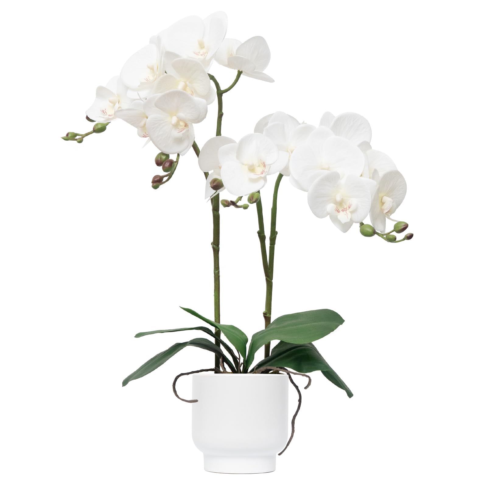 CXGS 20 inch Real Touch Orchid