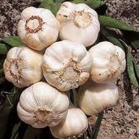 Fresh California Softneck Garlic Bulbs 7 Pack - Non-GMO Heirloom Country Creek Acres for Planting or Cooking (8-10 Cloves/Bulb)