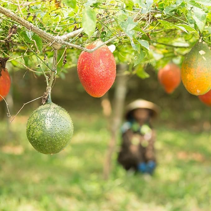 Amazon.co.jp: ニュースキン｜ジースリー｜900mL ｜スーパーフルーツ