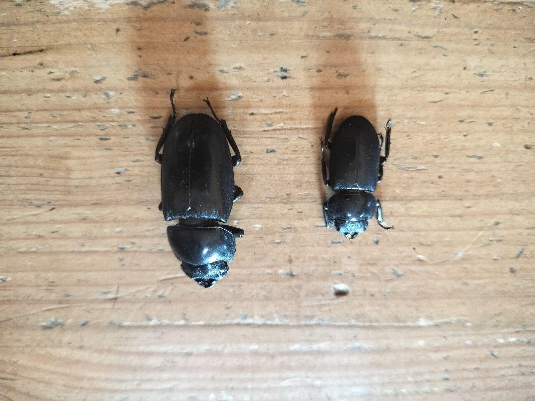 Amazon.co.jp: 標本瀬底ヒラタクワガタ（沖縄瀬底島）雌 コクワガタ