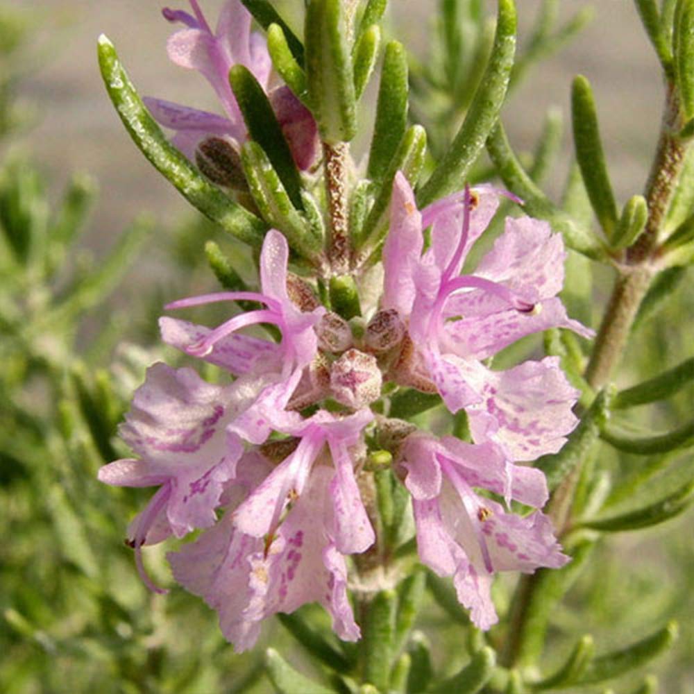 Amazon.co.jp: ITANSE ローズマリー マジョルカピンク 9cmポット