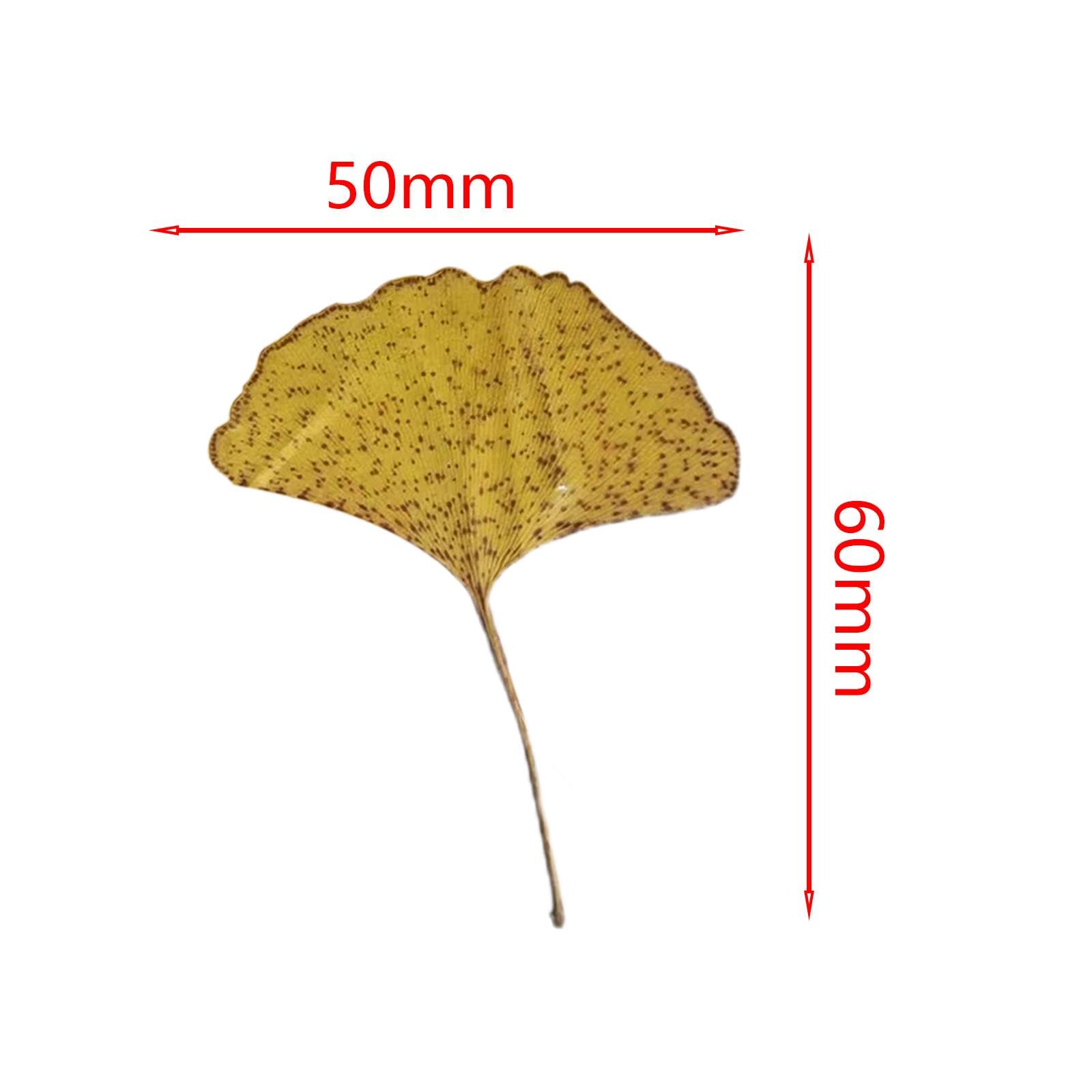 10x Getrocknete Gepresste Blätter, Getrocknete Ginkgoblätter für Die Schmuckherstellung, Kerzenharz