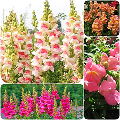 Best Flowers To Plant Around Flagpole Buying Guide 2023 Rated for you