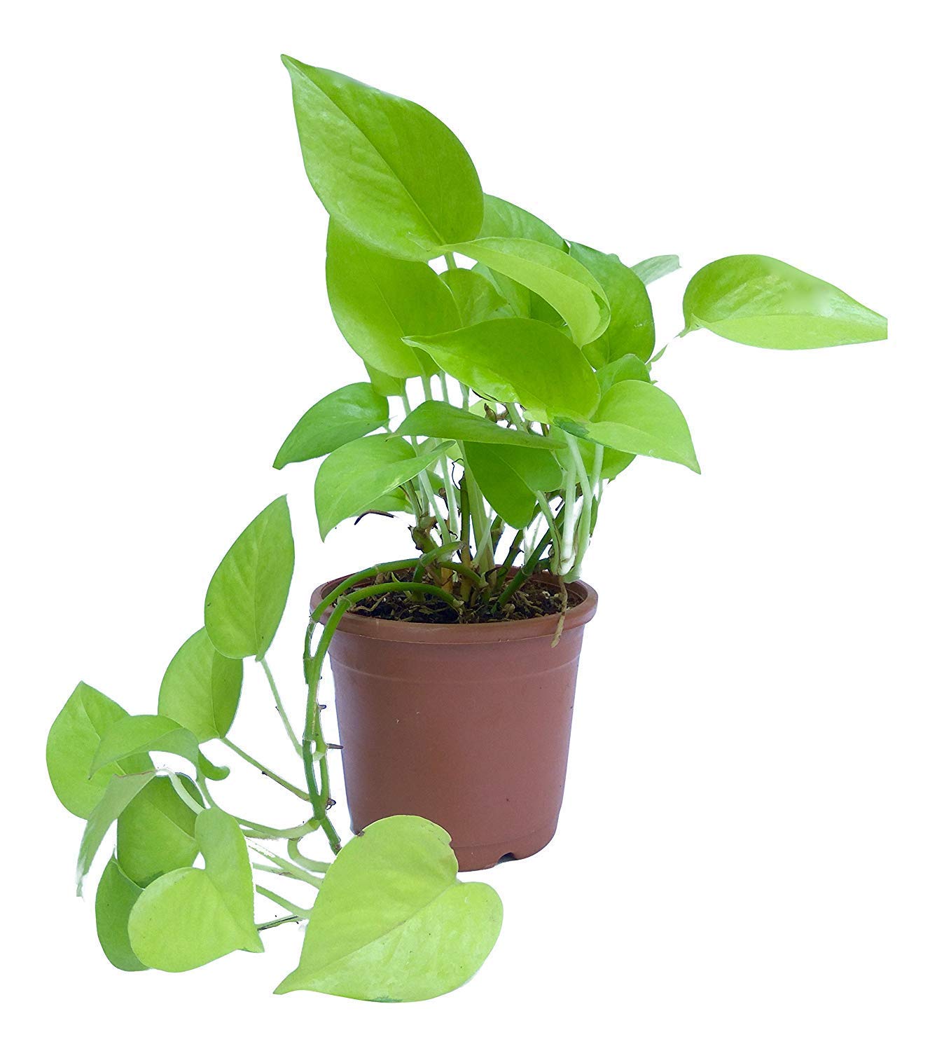 See full amazon price history chart for Delorea Indoor Golden Money Plant (Pot Included) Delorea Indoor Golden Money Plant (Pot Included) (B097K87S1Y) Amazon Price History, Amazon Price Tracker