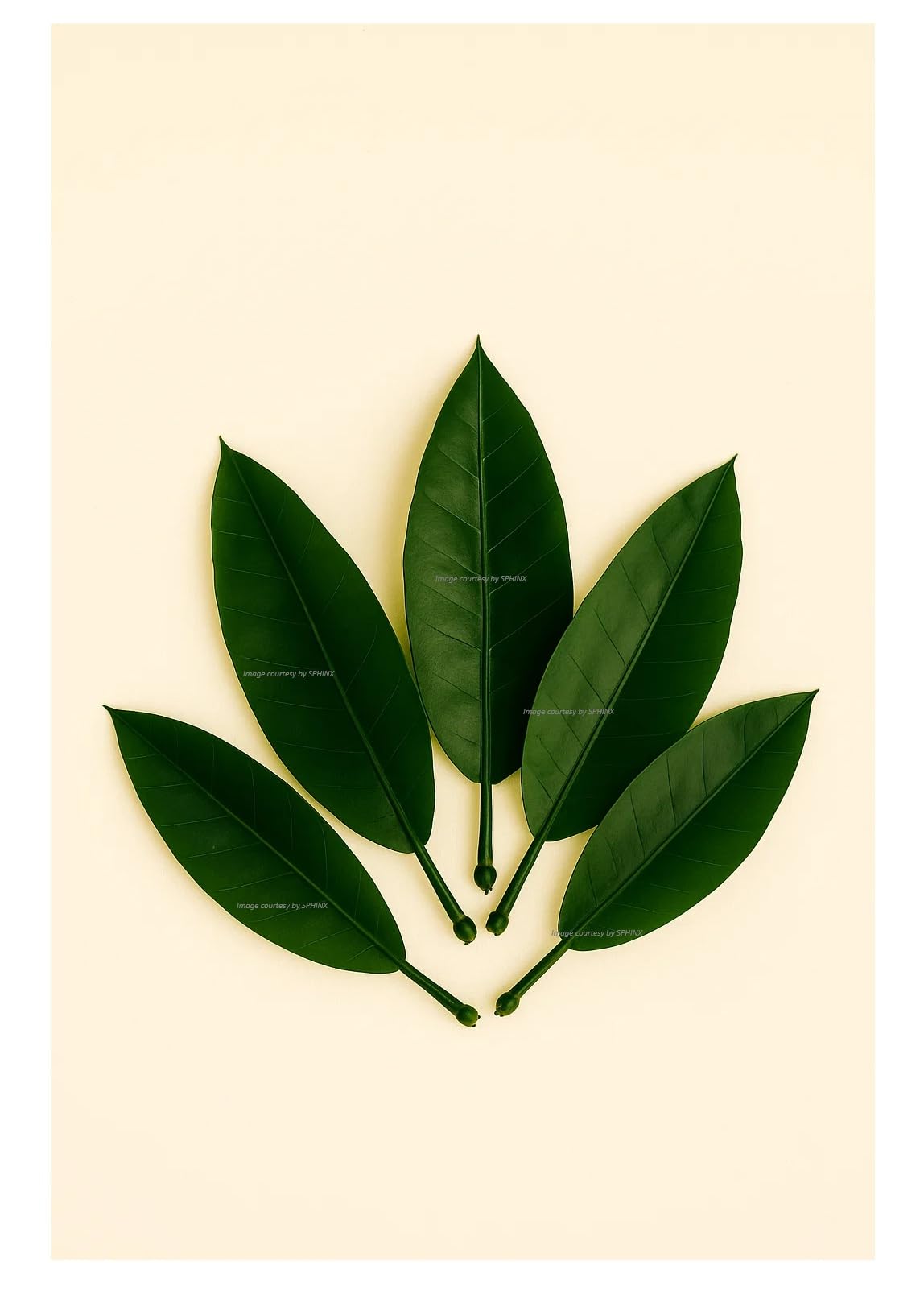 SPHINX Plastic Re-usable Artificial Mango Leaves (Aam Patta) for Decorations, Crafts, Garlands Making (Height Approx.17 cm)- No. of Pieces (20)