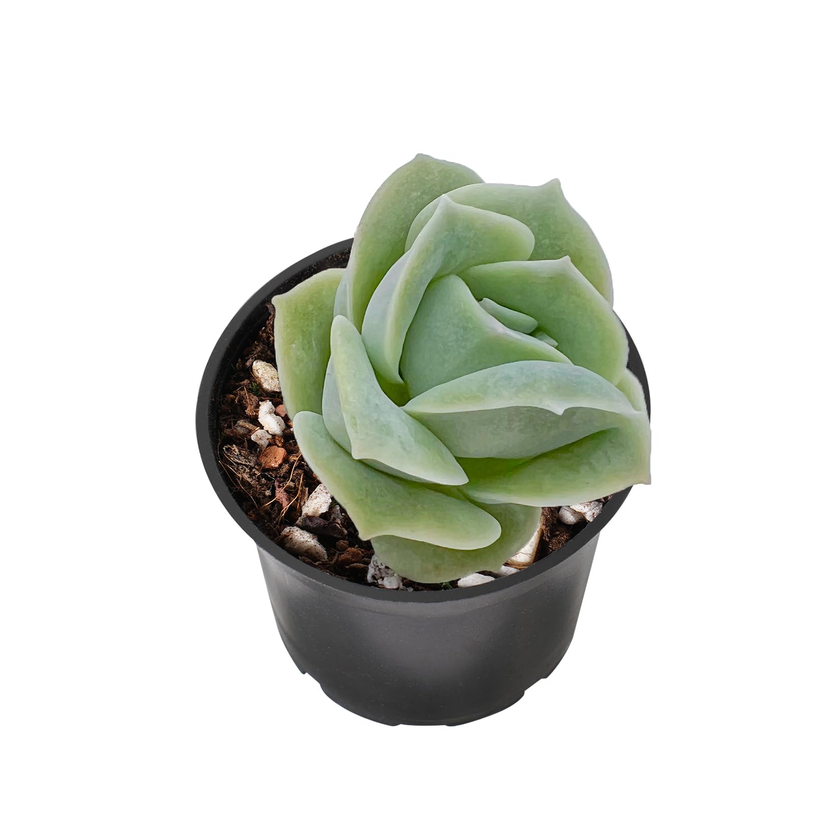 Live Succulent 'Echeveria Lovely Rose', Approx 2" Large, Succulent Plants Fully Rooted in Pots, Unique House Plant for DIY, Party Favor, Home Office Decoration