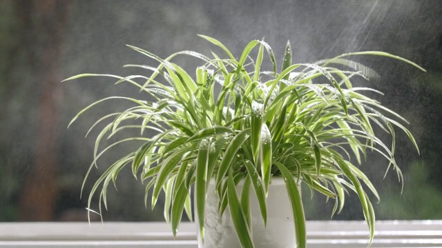 Grnlilie Chlorophytum Bonnie mit Gekruselte Blttern Zimmerpflanze mit  Topf : Amazon.de: Garten