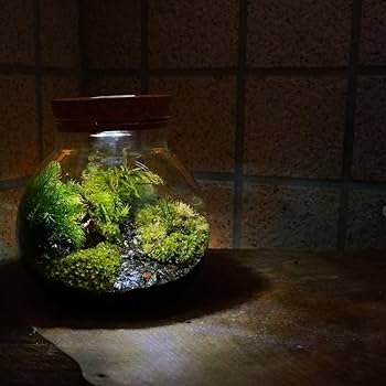 ❣️苔アート❣️ シャネイル様❣️苔リューム❣️オーダー4点セット❣️送料込み❣️ ❣️苔アート❣️ シャネイル様❣️苔リューム❣️オーダー4点