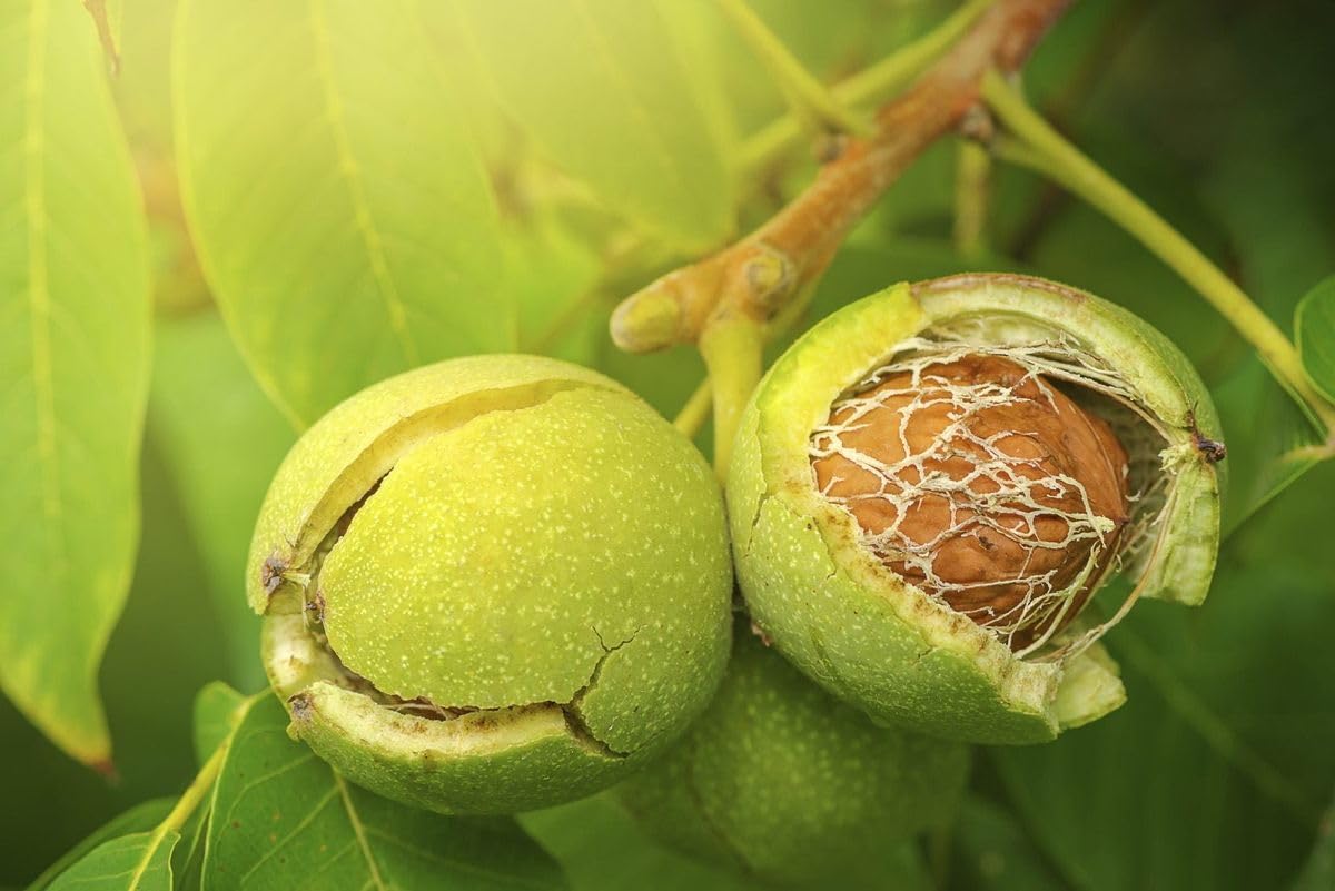 OpLeaves - Healthy Fruit Plant (Walnut Live Plant Fruit) (B0D3JCZ258) Amazon Price History, Amazon Price Tracker