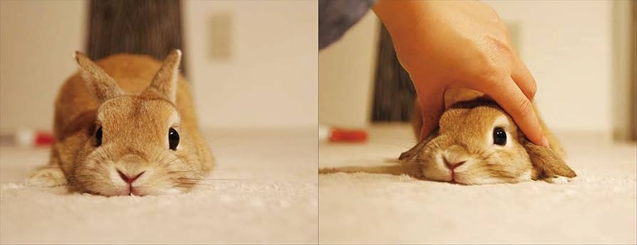 うさぎのモキュ様 : Amazon.de: Bücher