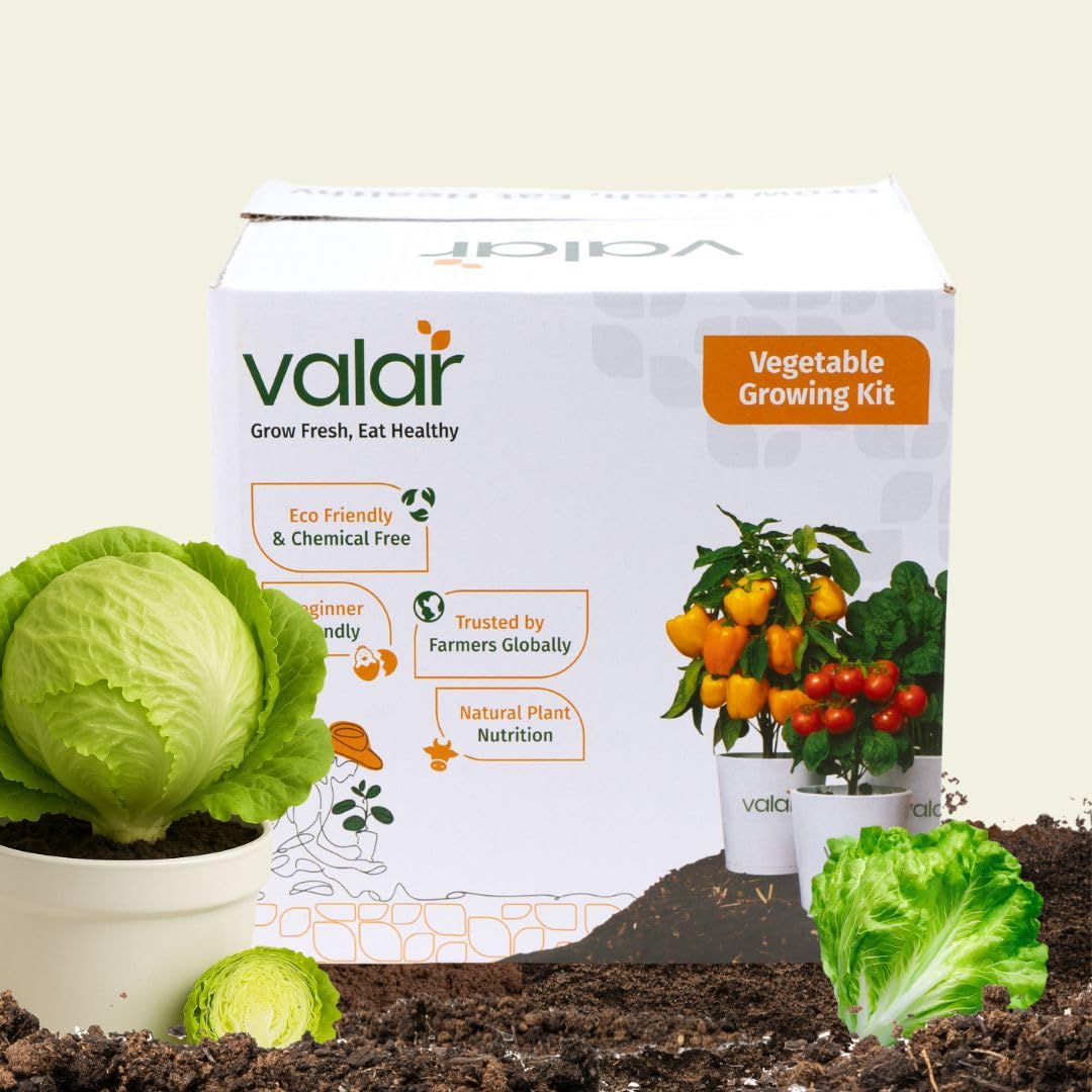 valar lettuce iceberg growing kit | diy all-in-one home gardening set (pack of 1 - big) |organic seeds + bio-fertilizers+ 24x7 support. (9x9 grow bag)