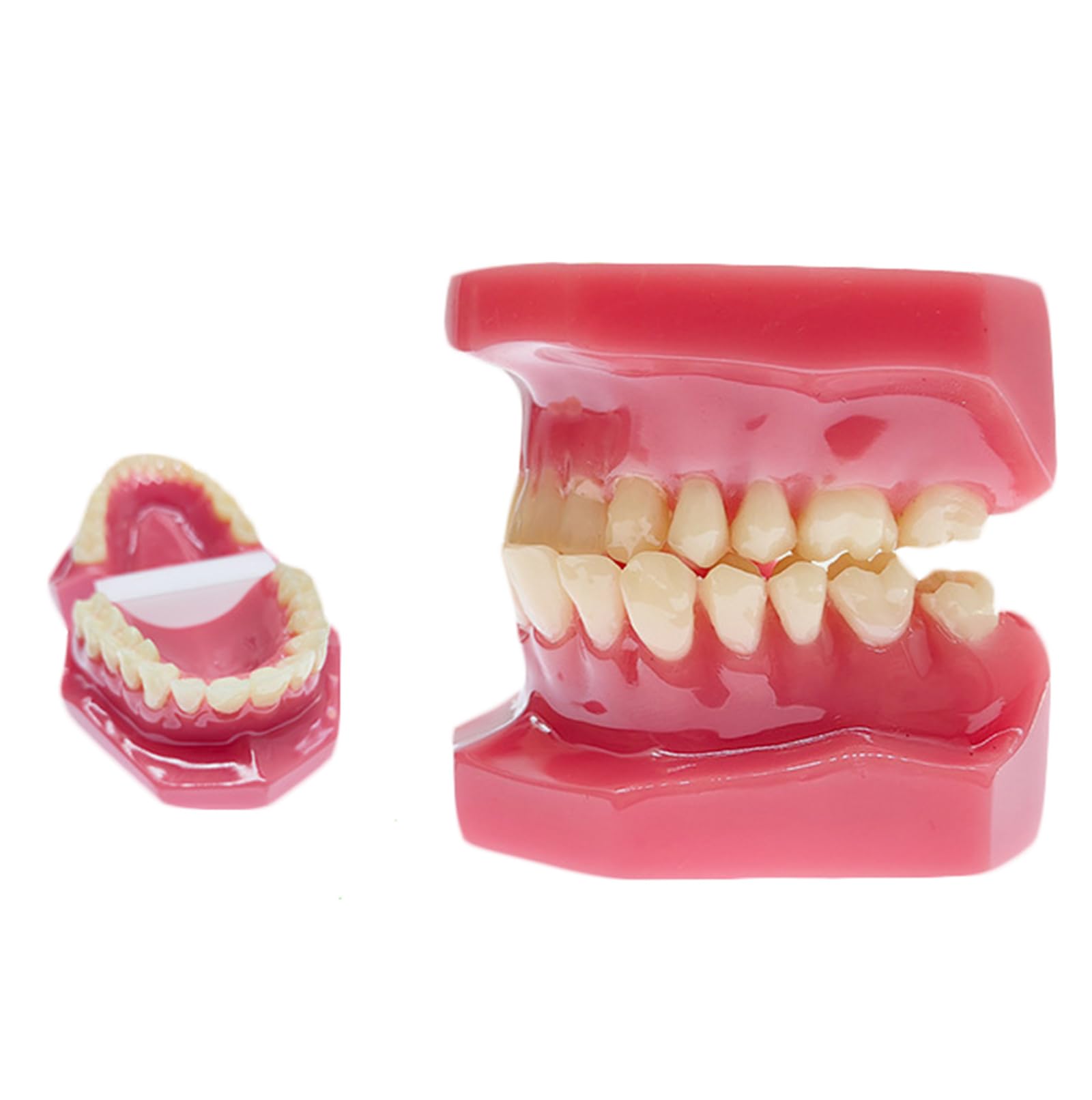 Modello di Denti Tipodonti - Modello Ortodontico - per La Didattica E Lo Studio della Facoltà di Odontoiatria, Rosso, 6 Cm (Rosso 6 Cm),Red-6cm