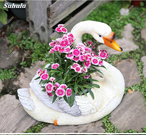 Garofani Rare Seed Bonsai Seed of Bonsai Flower Dianthus Caryophyllus House Flowers For Parties for Parties 50 PC/Package 6: Only Seeds - Afbeelding 3