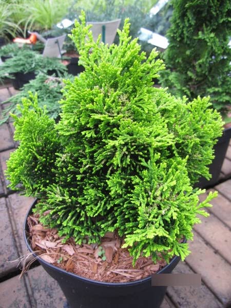 Chamaecyparis obtusa Bill - Muschelzypresse Bill