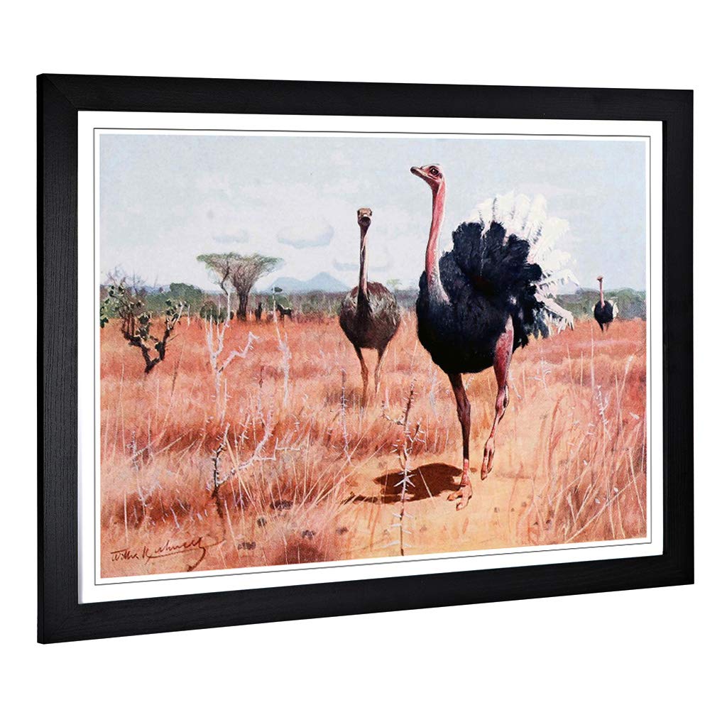 Big Box Art Framed Print of Vintage W Kuhnert African Ostrich Design | Wall Art Picture | Home Decor for Kitchen, Living Room, Bedroom, Hallway, Black, A2 / 24.5x18 Inch / 62x45cm