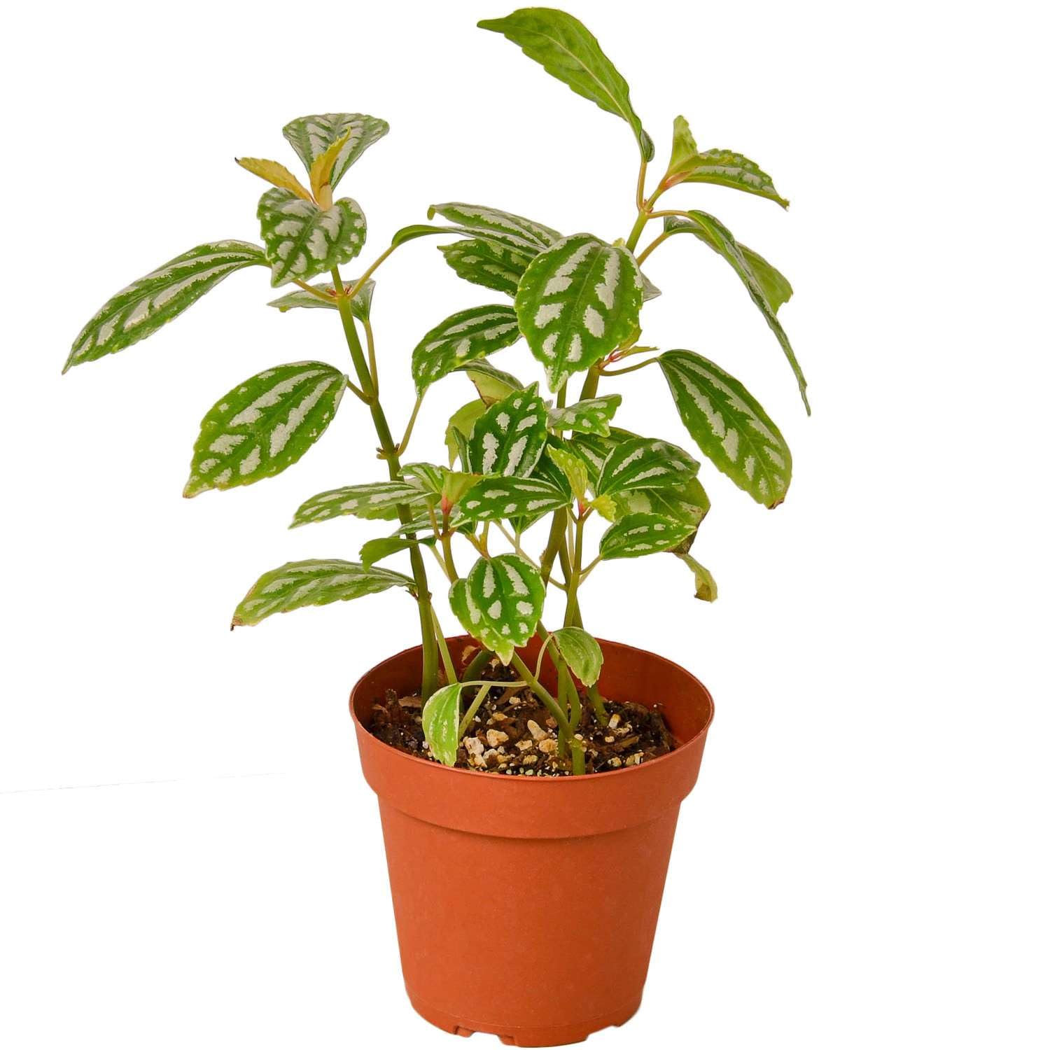 Pilea Aluminum Live Plant Thirsty Leaves