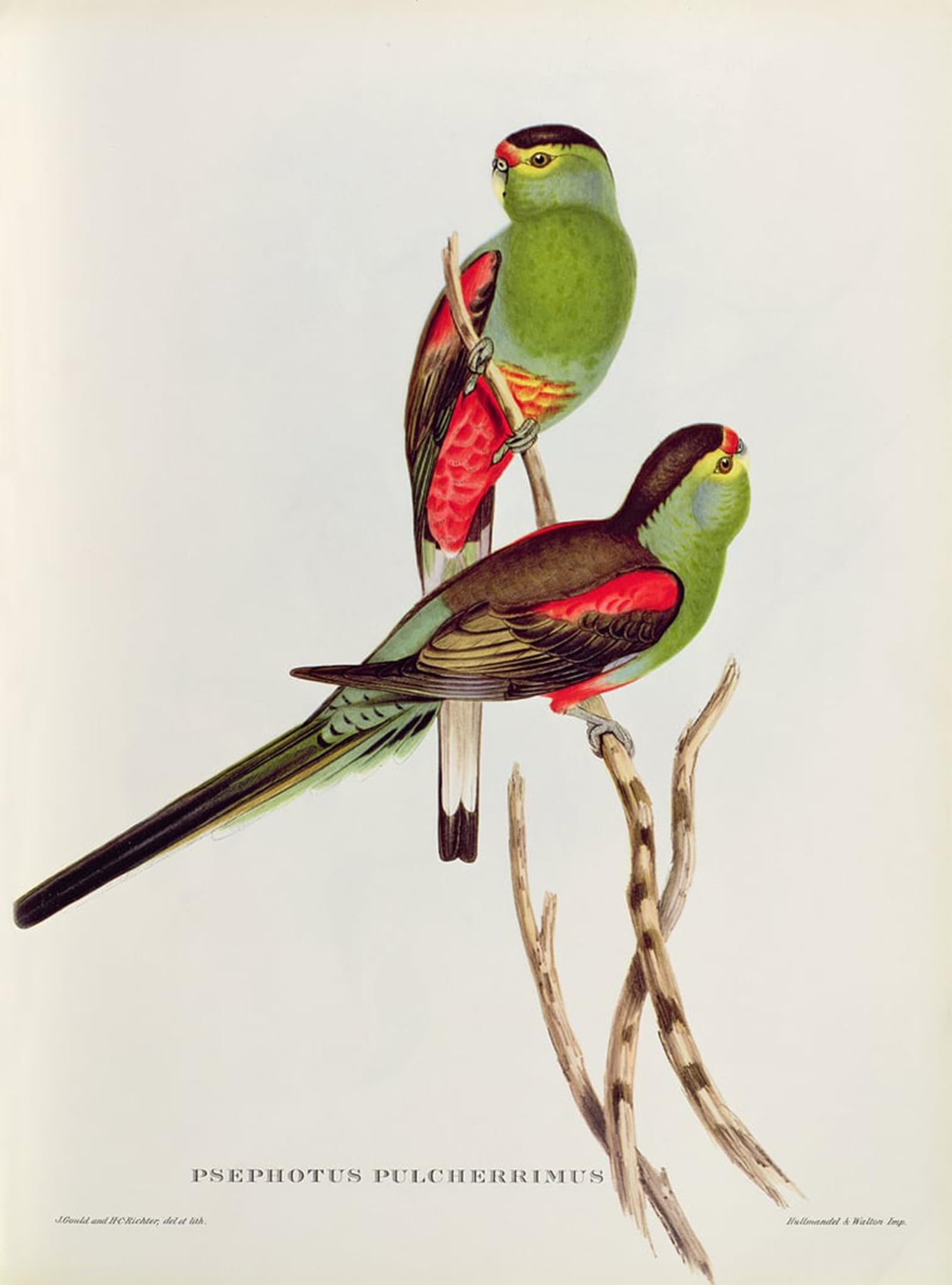 Serendipitp No Frame Vintage Wall Art Canvas Nordic Poster Canvas Print Picture Animal Bird Psephotus Pulcherrimus By John Gould Wall Art Poster For Home Decor 60X90cm