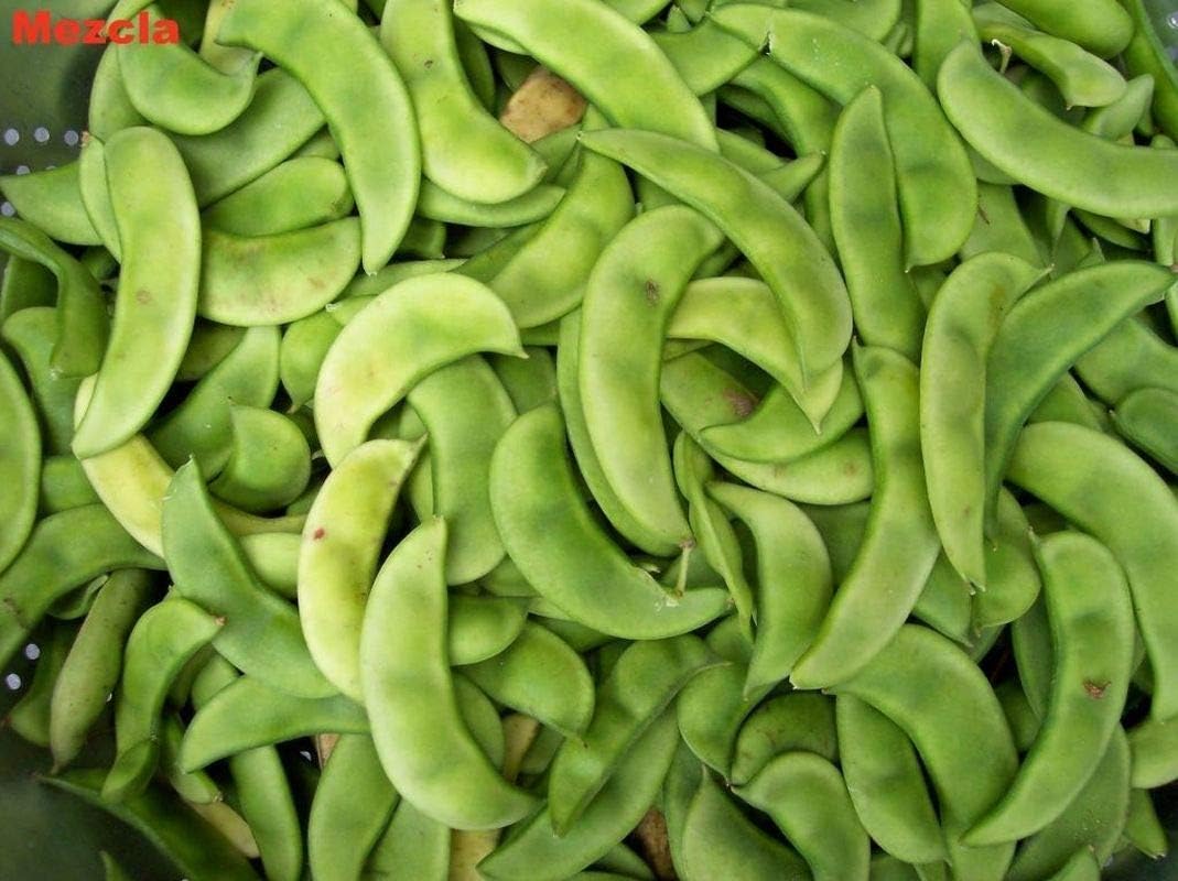 Mezcla Pole Lima Bean Seeds - Huge yields of Excellent- & Tasty pods. (300 - Seeds)