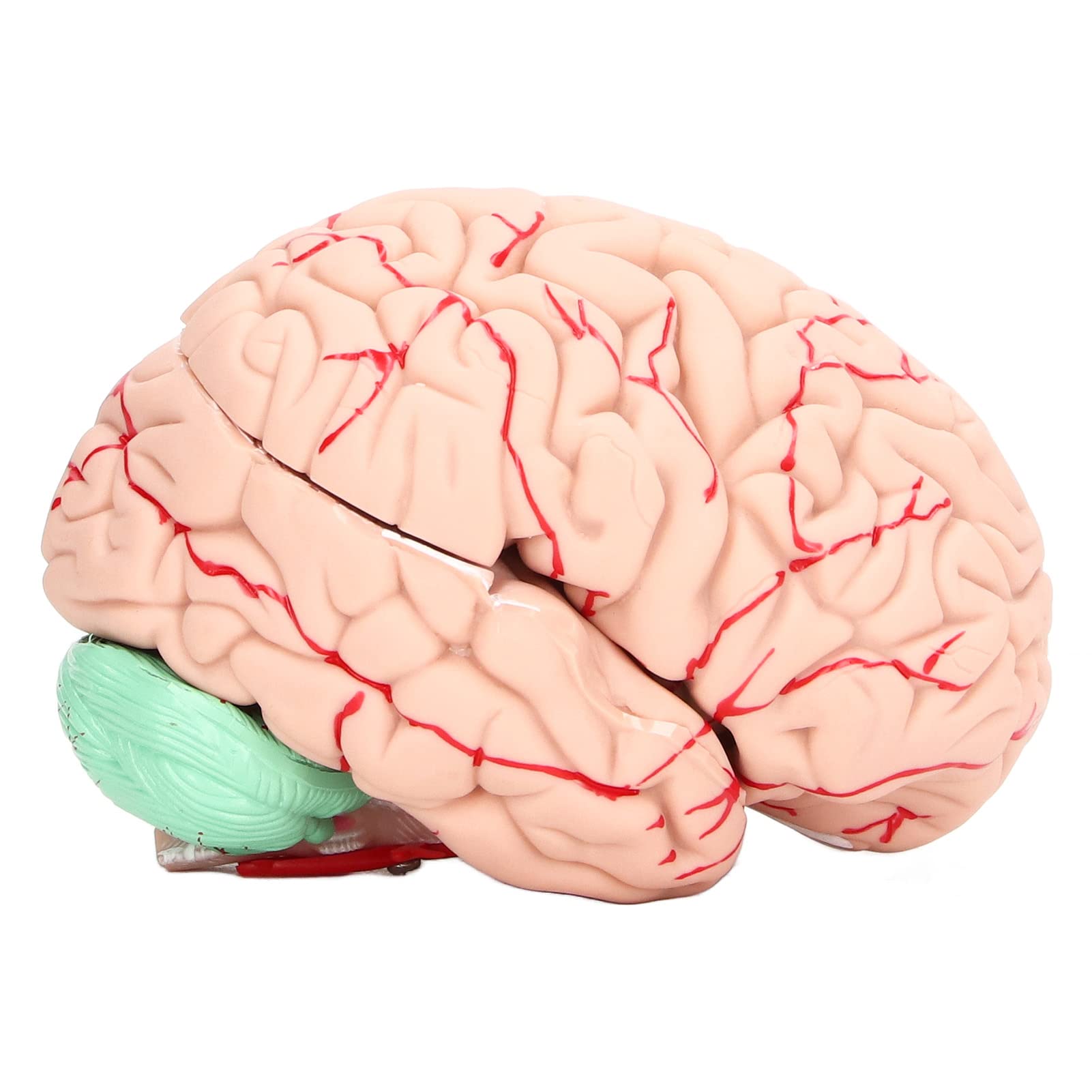 Nsxayiwe Life-Size Anatomical Brain Model, 8-Part Human Anatomy Model With Number-Coded For Science Classroom Study Display