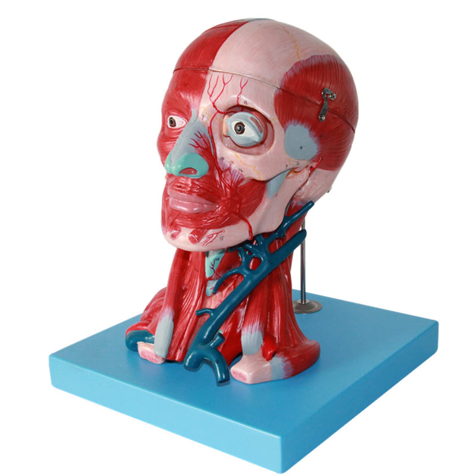 KJMWXOP And Face Anatomical Model, Life Size Brain Model, Neck Muscle, Vascular Nerve, And Face Model, PVC Material For Easy Teaching And Learning