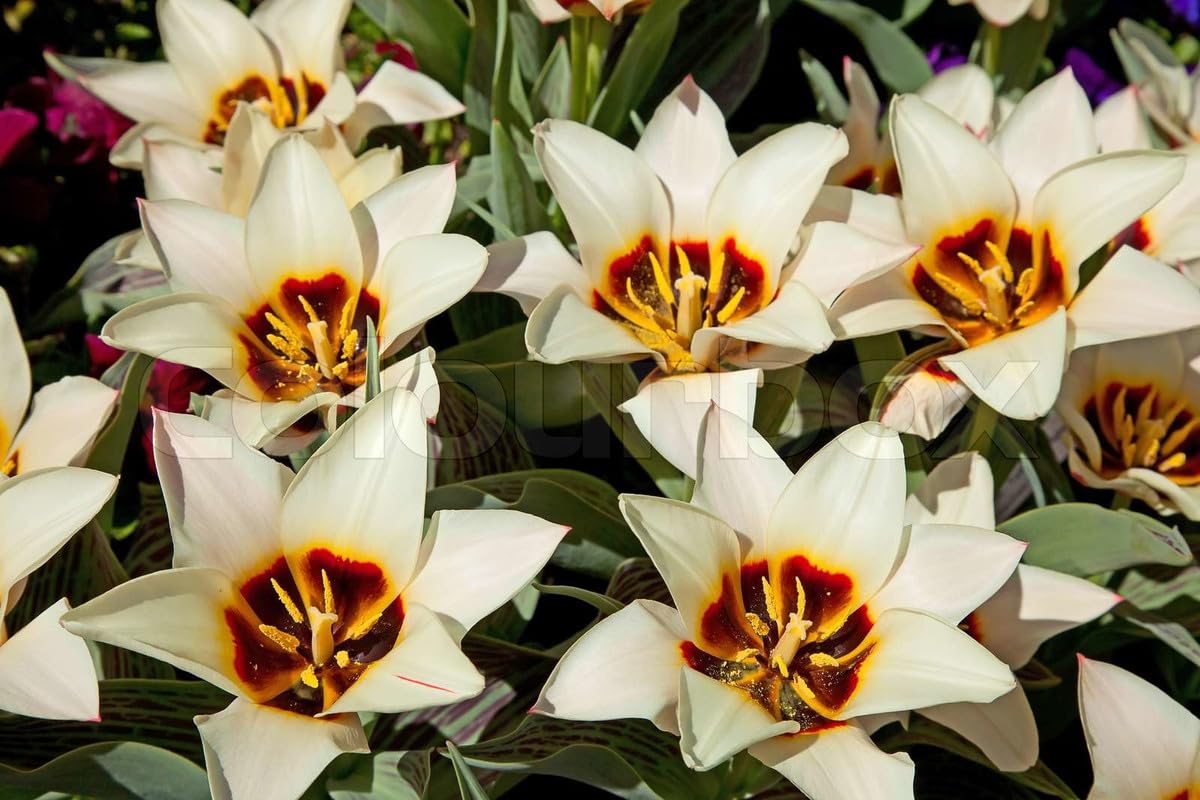 GrowZid Imported Tulip Perennial Flower Hybrid Quality Bulbs Easy to Grow Home Gardening Pack Of 5 Tulip Ancilla