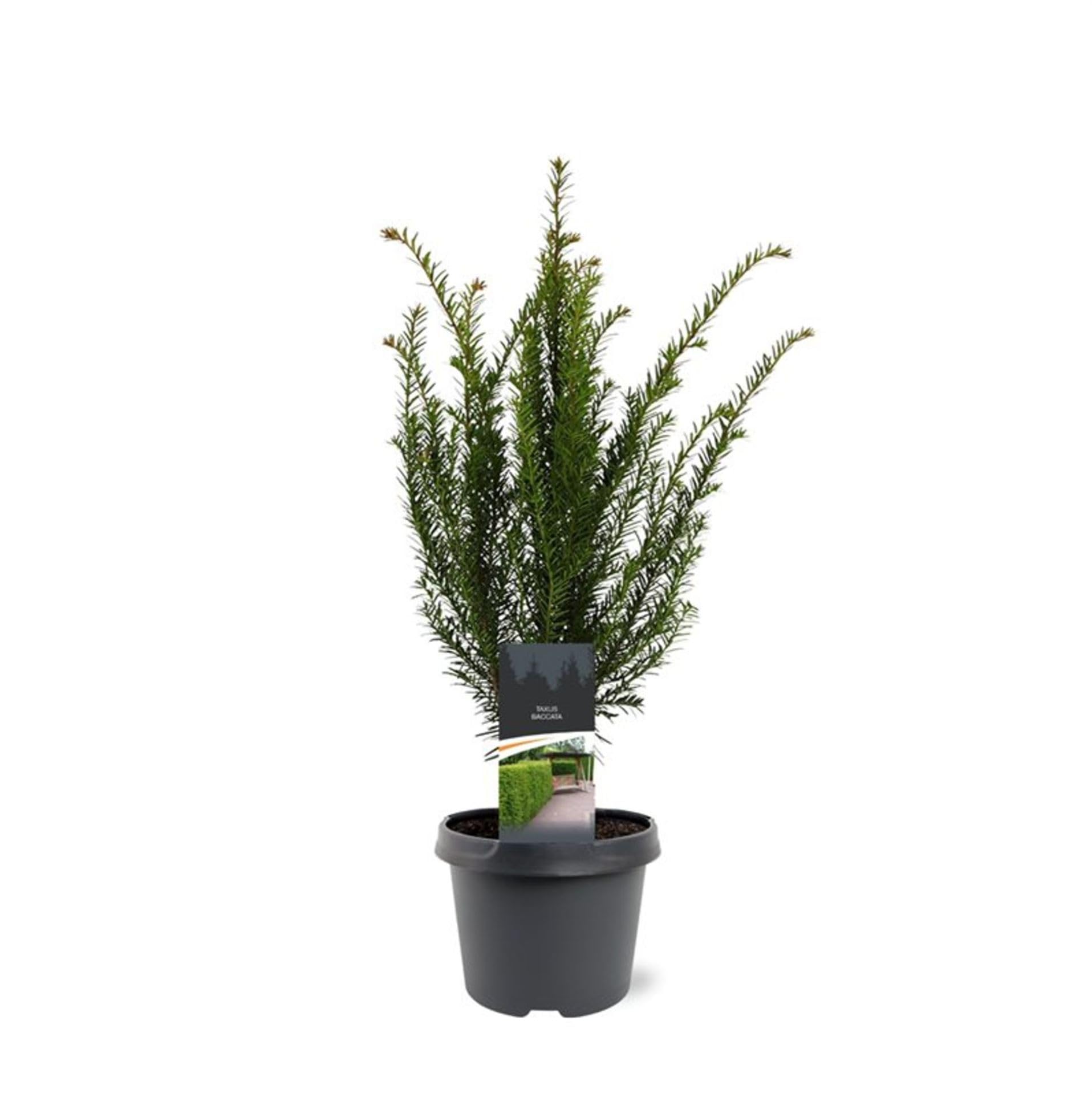 algenkalk fr thuja Algenkalk Aktiv