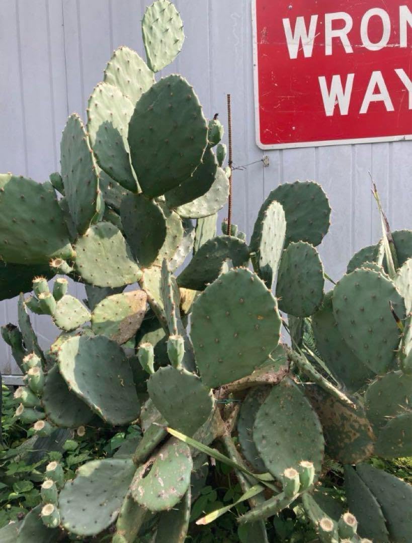 耐寒性強オプンチアのフミフサ群生植え◇ドライガーデン多肉サボテン　アガベ ユッカ 耐寒性強オプンチアのフミフサ群生植え◇ドライガーデン多肉