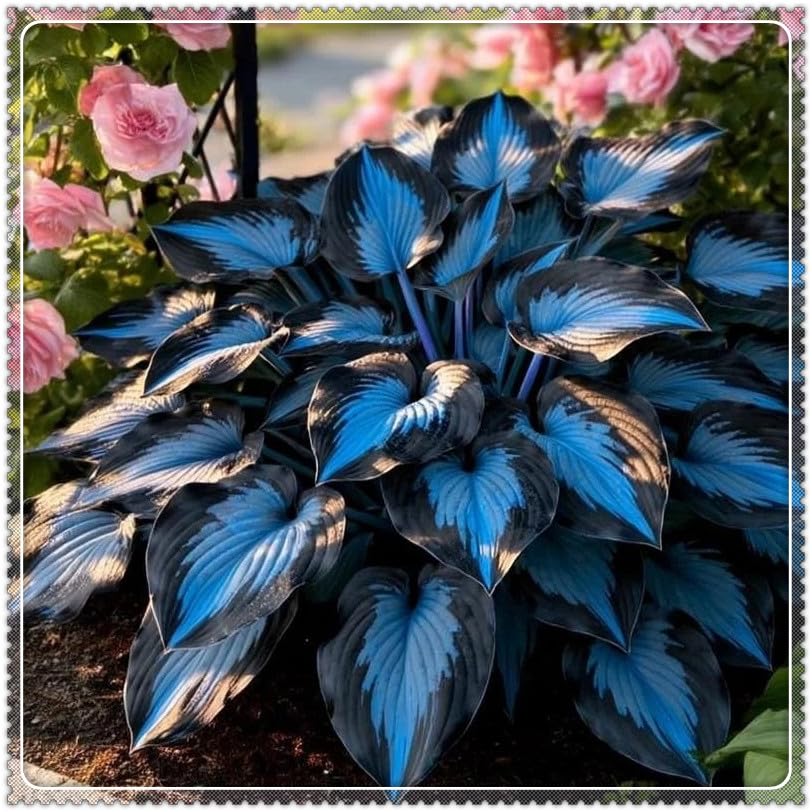 Midnight Blue Heart Hosta Bulbs: Fast-Growing, Shade-Tolerant- Suitable for Garden Landscape Design- Excellent Display -6 Bulbs-A