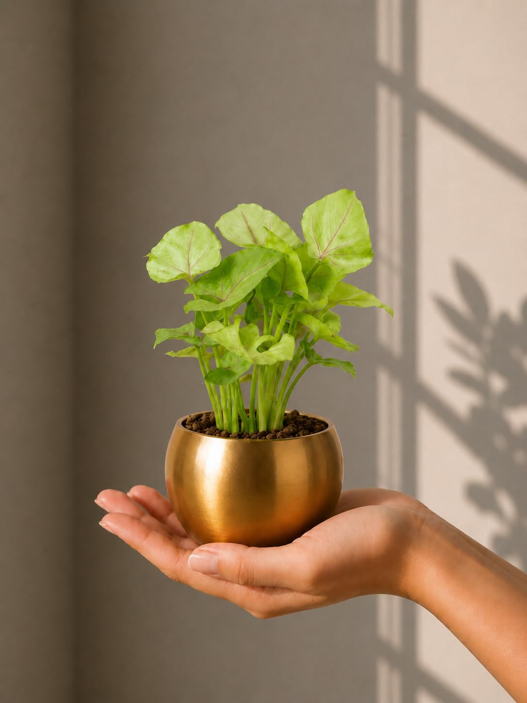FNP Live Syngonium Plant in Gold Hammered Pot | Aesthetic Foliage Indoor Plant | Low-Maintenance & Fast-Growing | Elegant Home Décor Accent-picture-21