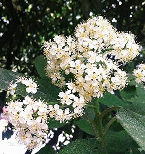 50 Photinia serrulata (Fotinia) Rosaceae sempreverdi semi Della pianta arbusti