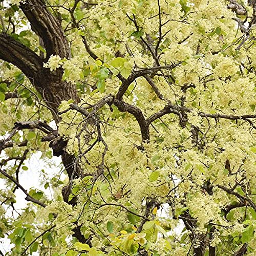 Buy Mphmi s Sal tree, Shorea robusta Garden Live Nursery Indoor