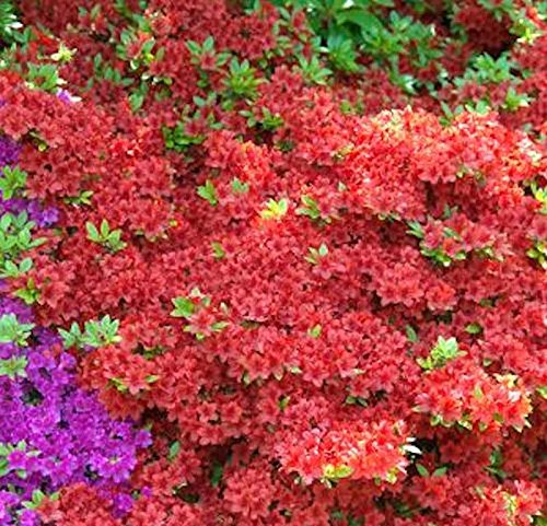 Rhododendron obtusum 'Geisha Red' 20–25 cm – Winterhart & Immergrün & Mehrjährig – Japanische Azalee – Zierstrauch für Garten & Kübel