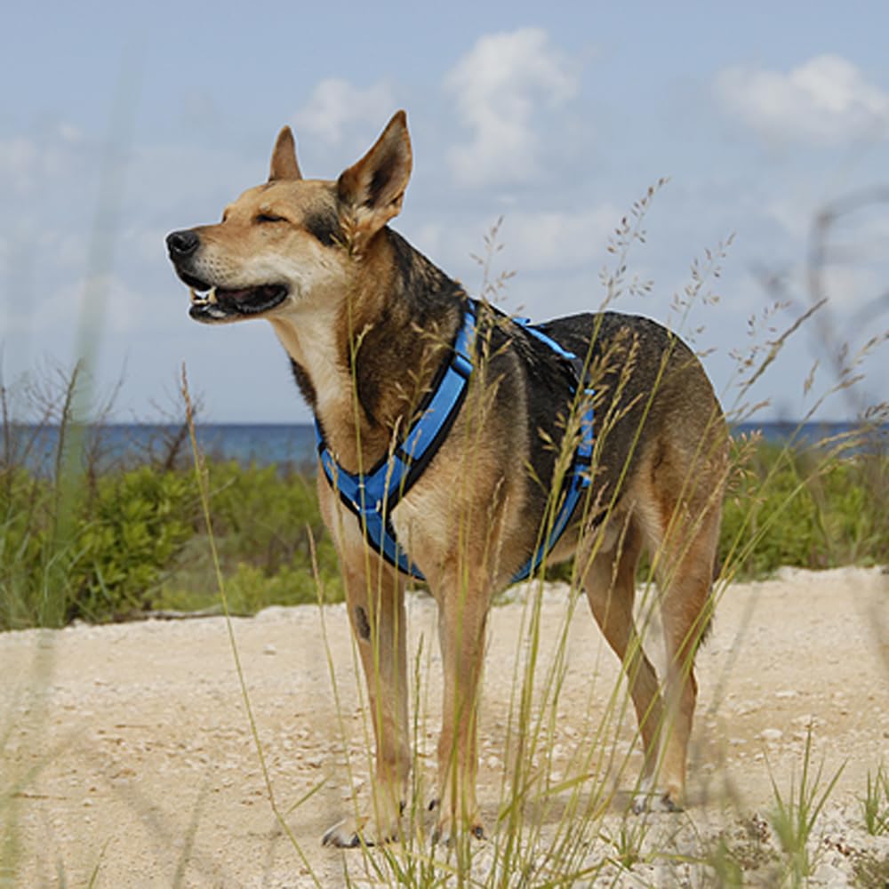Anny-X Brustgeschirr Fun Schwarz-Blau | Hundegeschirr Größe S (Brustumfang 52-64 cm)