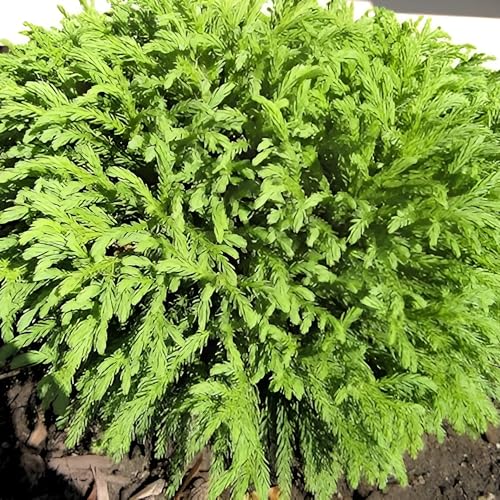 Cryptomeria Globosa Nana – Dwarf Evergreen Shrub, Compact Globe-Shaped Foliage, Hardy Live Plant for Garden & Landscape (Liner/Starter/Potted/Single)