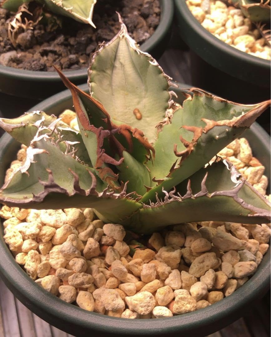 Amazon.co.jp: アガベ チタノタ 表裏ブツブツ A金蝉 流星 豆豆龍 疣猪