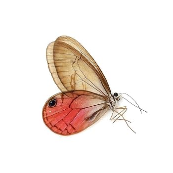 Amazon.co.jp: （昆虫）標本（A－～B品）ベニスカシジャノメ