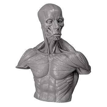 大型 アナトミーフィギュア 片桐裕司 大型 アナトミーフィギュア 片桐裕司 ANATOMY FIGURE アナトミー