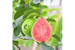 Sweet Pink Guava Tree Plant