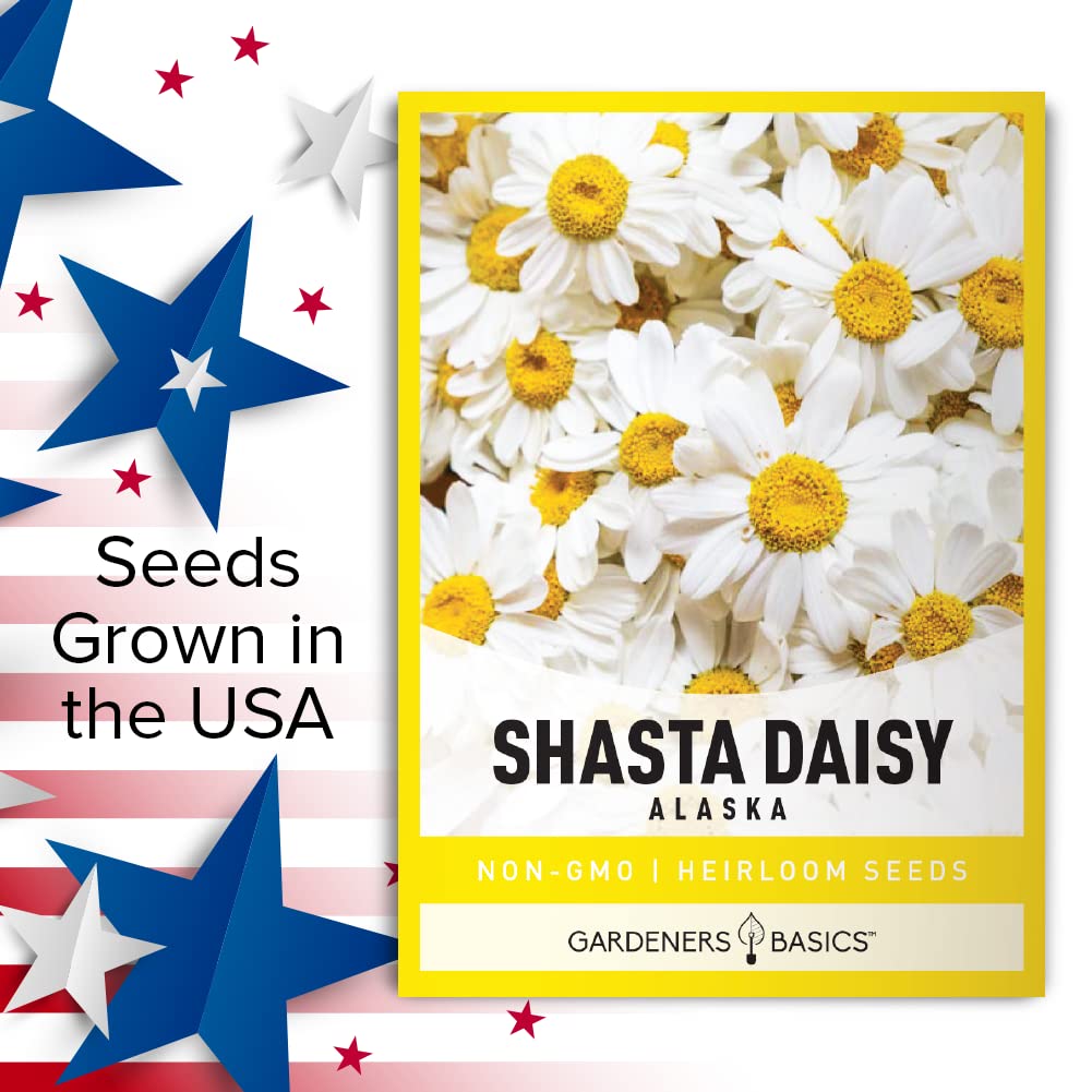 White Shasta Daisy Flower Seeds for Planting (Alaska, Chrysanthemum Maximum) Perennial Heirloom