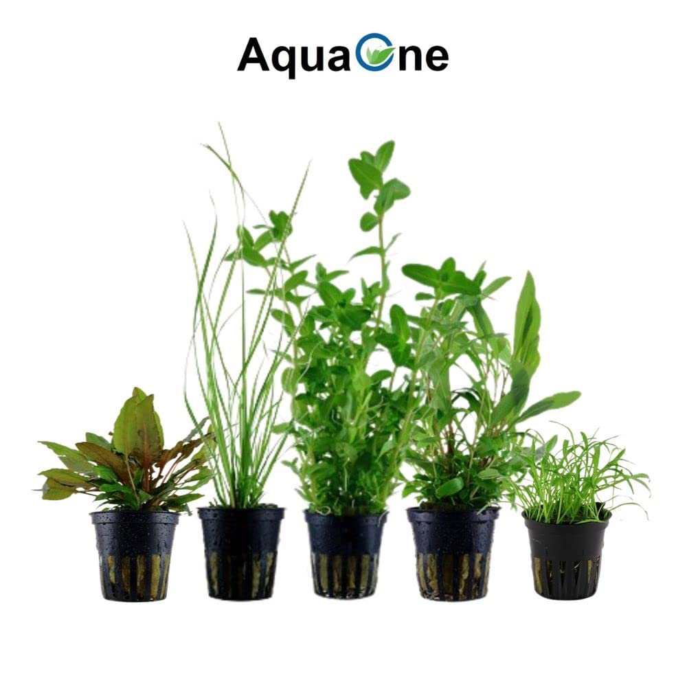 AquaOne Ludwigia Alternanthera Hygrophila Bacopa I Set di 10 piante acquatiche per acquari fino a 80 litri, con 10 piante in vaso
